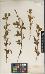 Foto von Salix laevigata Bebb